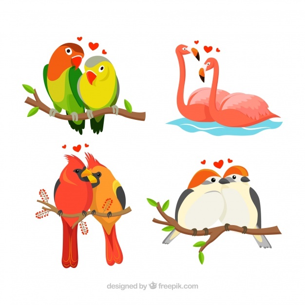 626x626 Lovebird Vectors, Photos And Free Download