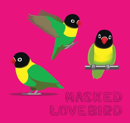 426x405 Parrot Masked Lovebird Cartoon Vector Illustration Stock Vectors