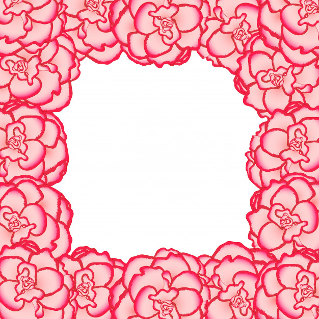 626x626 Pink Begonia Flower Picotee First Love Border Vector Premium