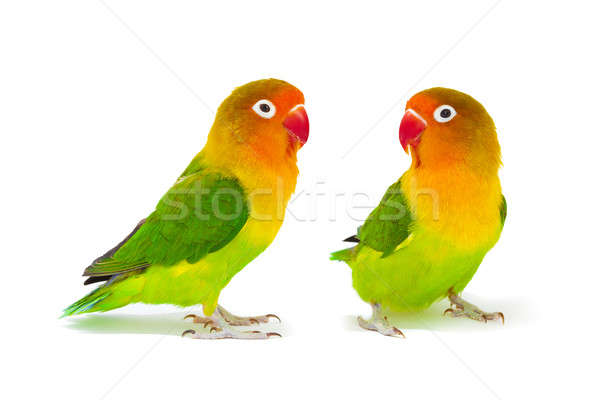 600x400 Lovebird Stock Photos, Stock Images And Vectors Stockfresh