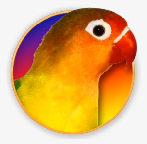 300x294 Lovebirds