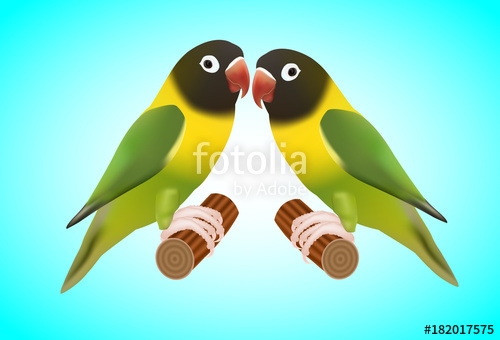 500x340 Masked Lovebird Stock Image And Royalty Free Vector