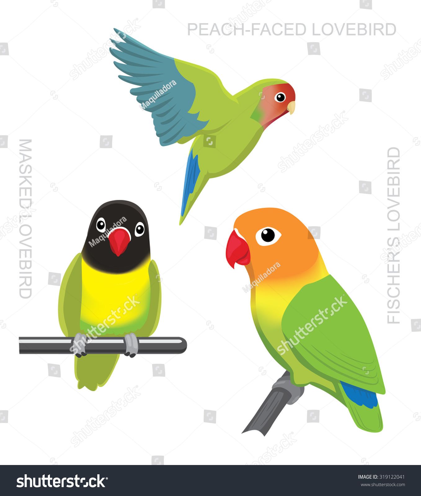 1358x1600 Parrot Lovebirds Cartoon Vector Illustration Parrot