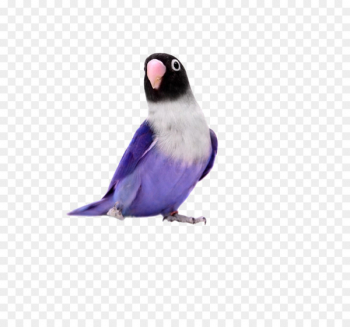 350x327 Rosyfaced Lovebird