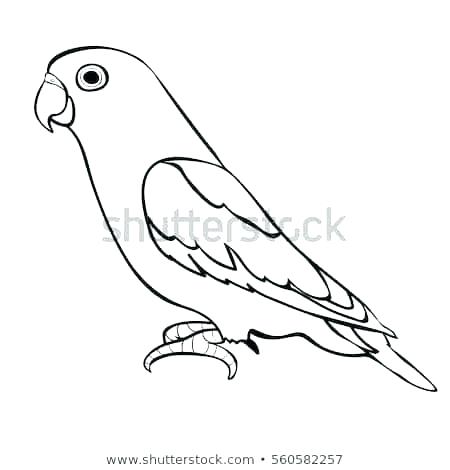 450x470 How To Draw A Love Bird