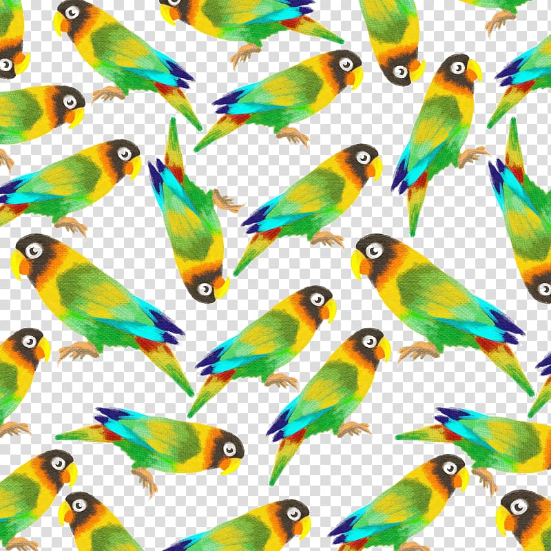 800x800 Budgerigar Amazon Parrot Lovebird, Parrot Transparent Background