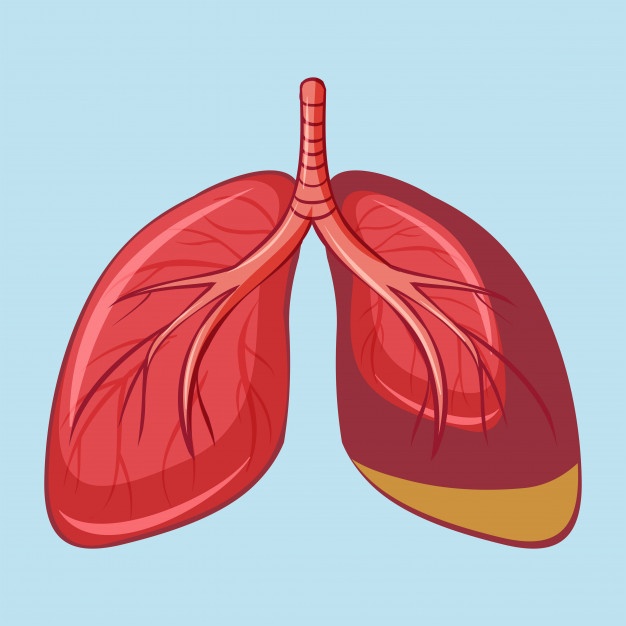 626x626 Lung Vectors, Photos And Free Download