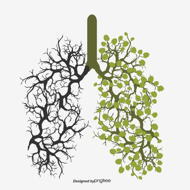 640x640 Lungs Png Images Vector And Free Download