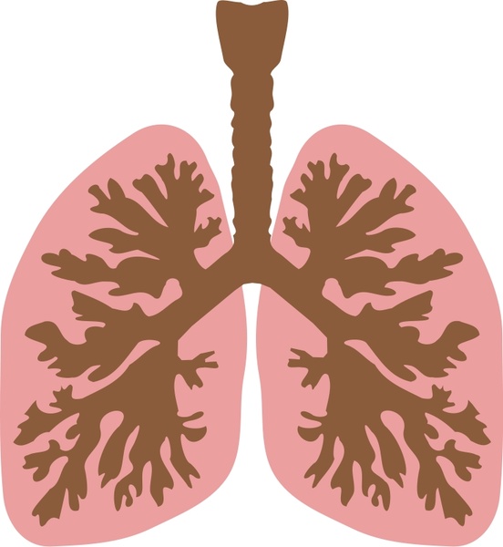 552x600 Lungs And Bronchus Free Vector In Open Office Drawing