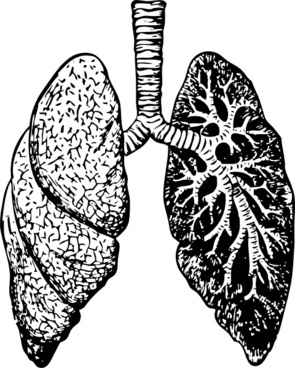 295x368 Lungs Free Vector Download