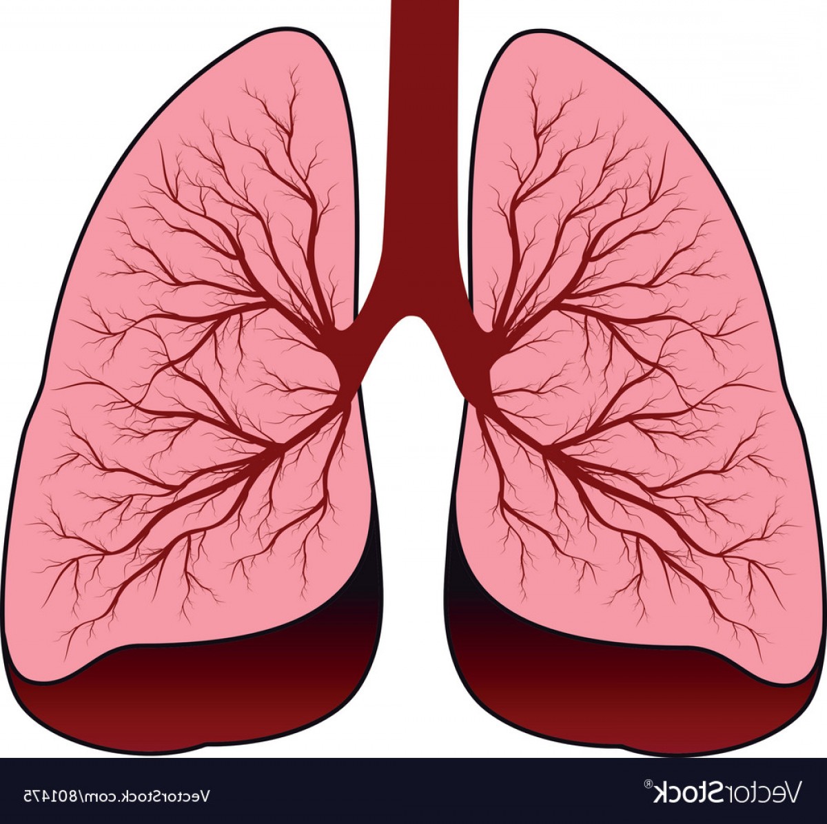 Lungs Vector at Vectorified.com | Collection of Lungs Vector free for ...