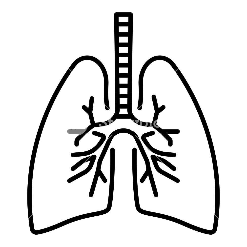 Lungs Black And White Clip Art Library 