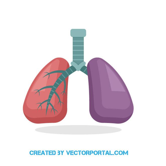 660x660 Lungs Vector Image