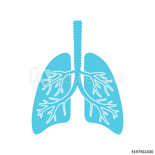 500x500 Lungs Vector Flat Design