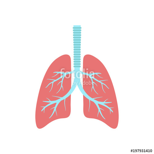 Lungs Vector at Vectorified.com | Collection of Lungs Vector free for ...