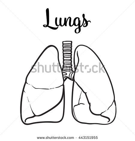 450x470 Sketch Lungs, Vector Sketch Hand Drawn Illustration Isolated