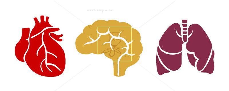 800x320 Human Internal Organs Brain,lungs,heart Illustration Vector