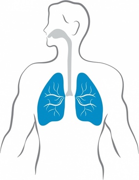 284x368 Human Lungs Free Vector In Adobe Illustrator