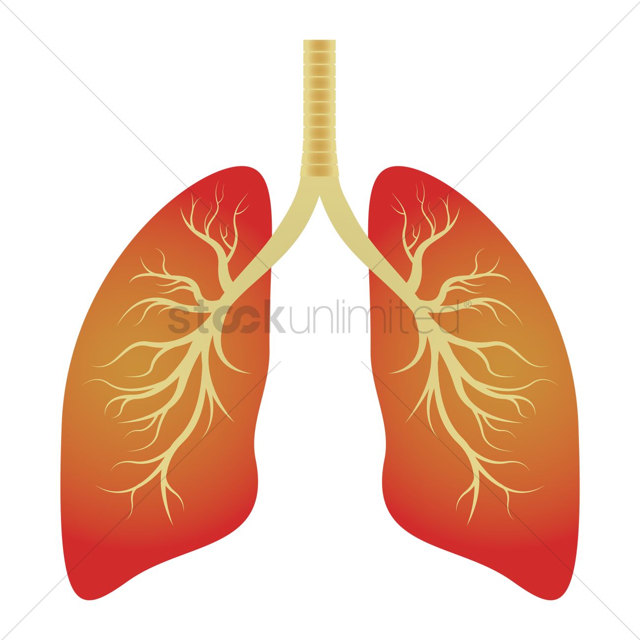 1300x1300 Human Lungs Vector Image