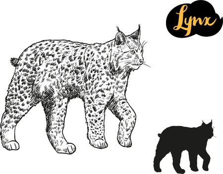 450x351 Lynx Vector Hand Drawn Illustration Royalty Free Vector Graphics