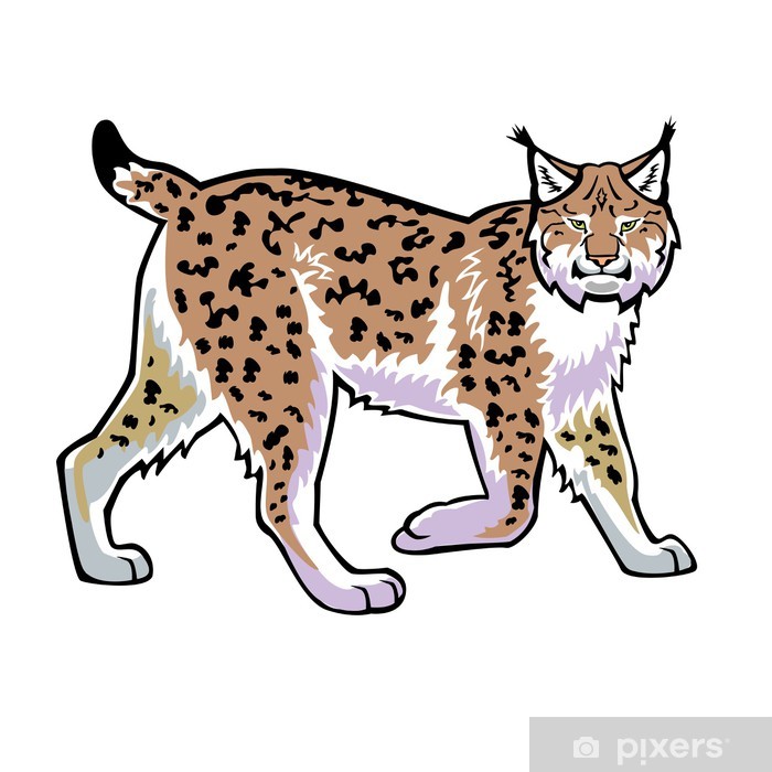 700x700 Lynx Vector Isolated On White Poster
