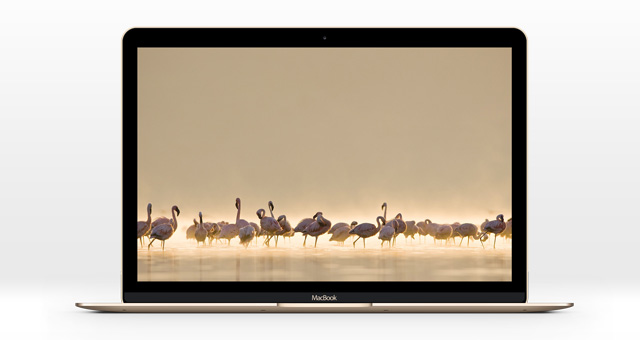 640x340 The New Macbook Mockup Mock Up Templates Pixeden