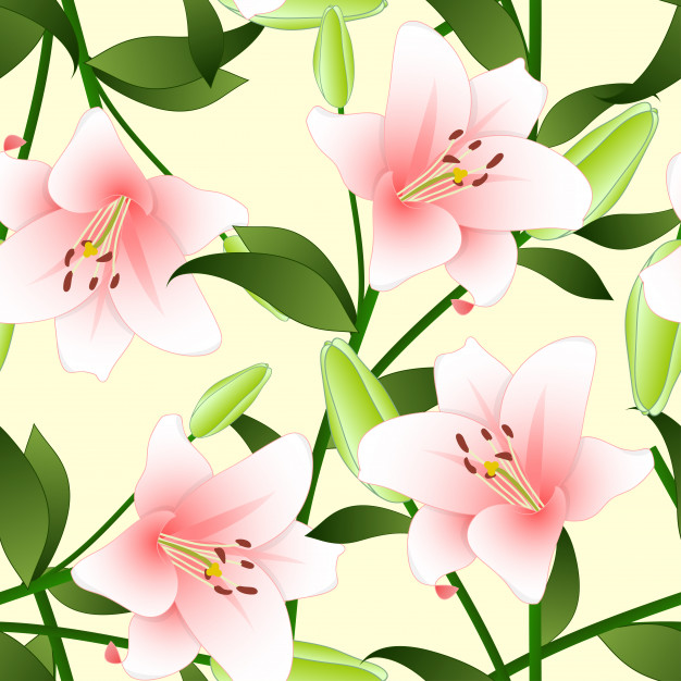 The Madonna Lily Or Pink Lily On Beige Ivory Background Vector 626x626 The Madonna Lily Or Pink Lily On Beige Ivory Background Vector