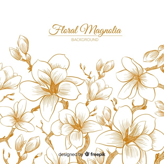 626x626 Magnolia Vectors, Photos And Free Download