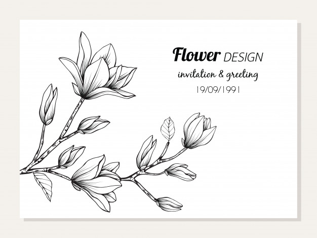 626x469 Magnolia Flower Vector Premium Download