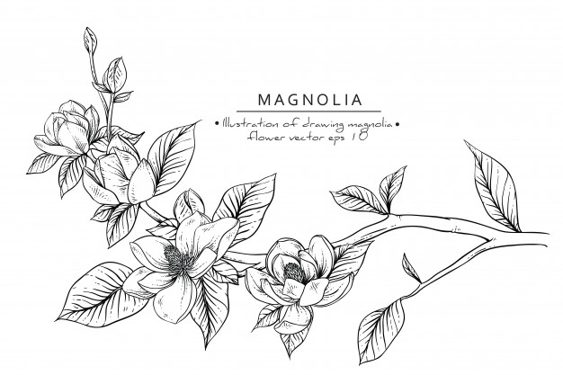 626x417 Magnolia Flower Drawings Vector Premium Download