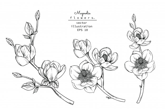 626x417 Magnolia Flower Drawings Vector Premium Download