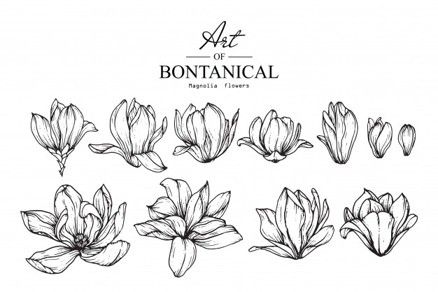 626x417 Magnolia Flower Drawings Vintage Hand Drawn Botanical