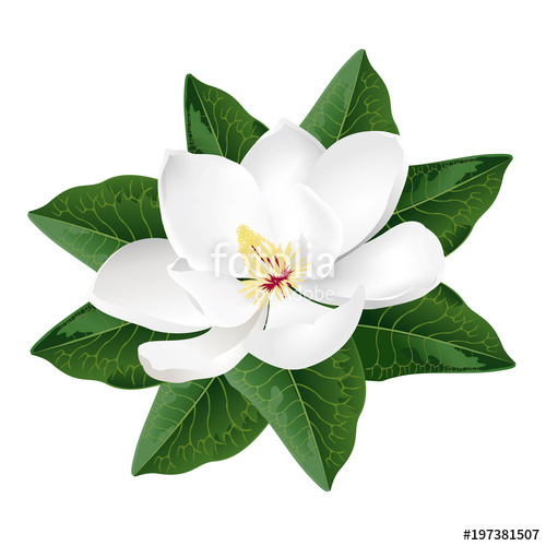 Magnolia Flower Vector at Vectorified.com | Collection of Magnolia ...