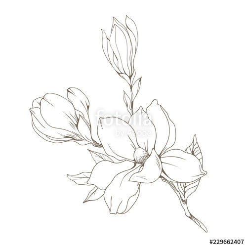 500x500 Magnolia Flowers And Buds On White Vector Illustration Stock