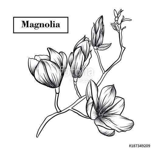 500x491 Magnolia Flowers Drawing Vector, Illustration And Clip Art