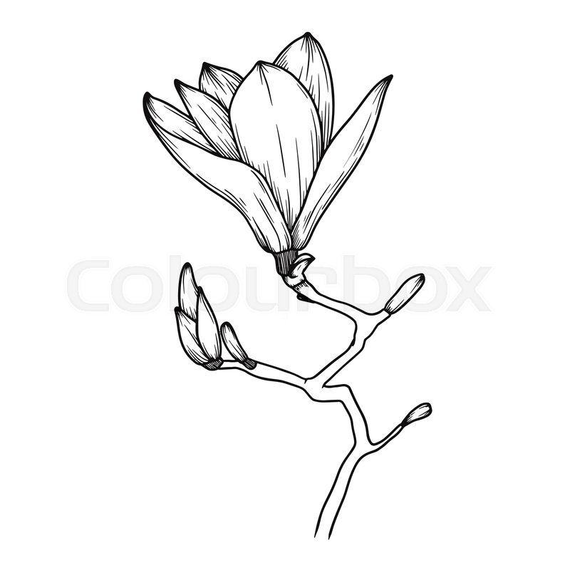 800x800 Magnolia Flowers Realistic Sketch Of Stock Vector Colourbox