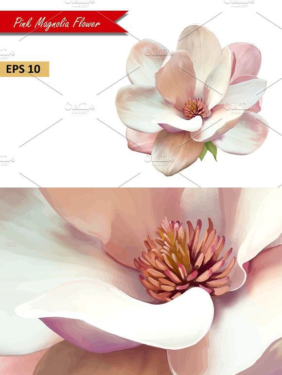 580x772 Pink Magnolia Flower Vector Natural Graphic Design Magnolia