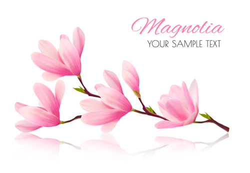 500x345 Pink Magnolia Flower Background Vector Free Download