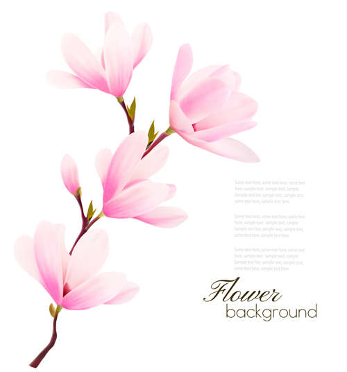 500x536 Pink Magnolia Flower Background Vector Free Download