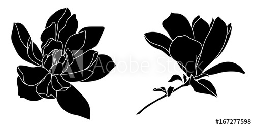 500x250 Set Of Graphical Hand Drawn Magnolia Flowers Vector