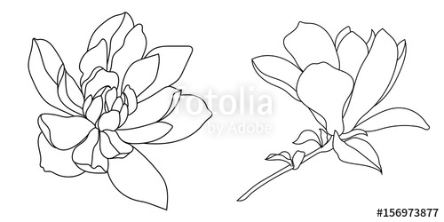 500x250 Set Of Graphical Hand Drawn Magnolia Flowers Vector Stock Image