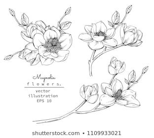 312x280 Sketch Floral Botany Collection Magnolia Flower Drawings Black