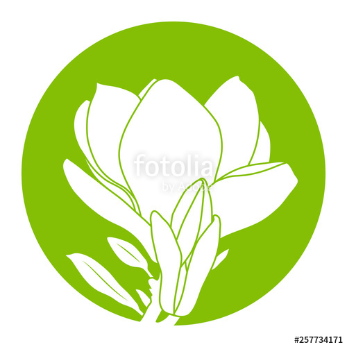 500x500 Magnolia Flower Stock Image And Royalty Free Vector
