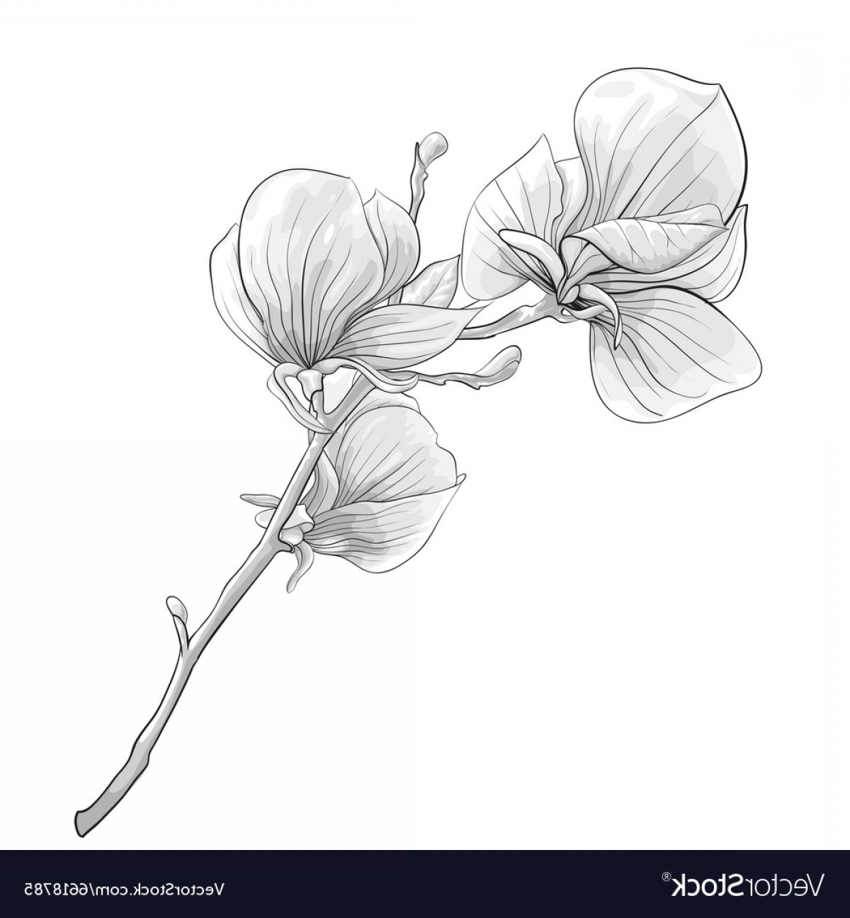 Magnolia Tree Vector