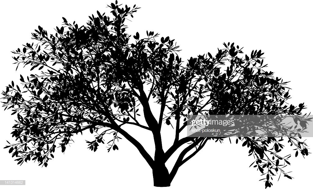1024x619 Huge Collection Of 'magnolia Tree Silhouette' Download More Than