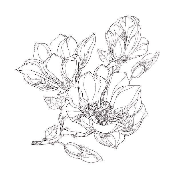612x612 Magnolia Leaves Clipart