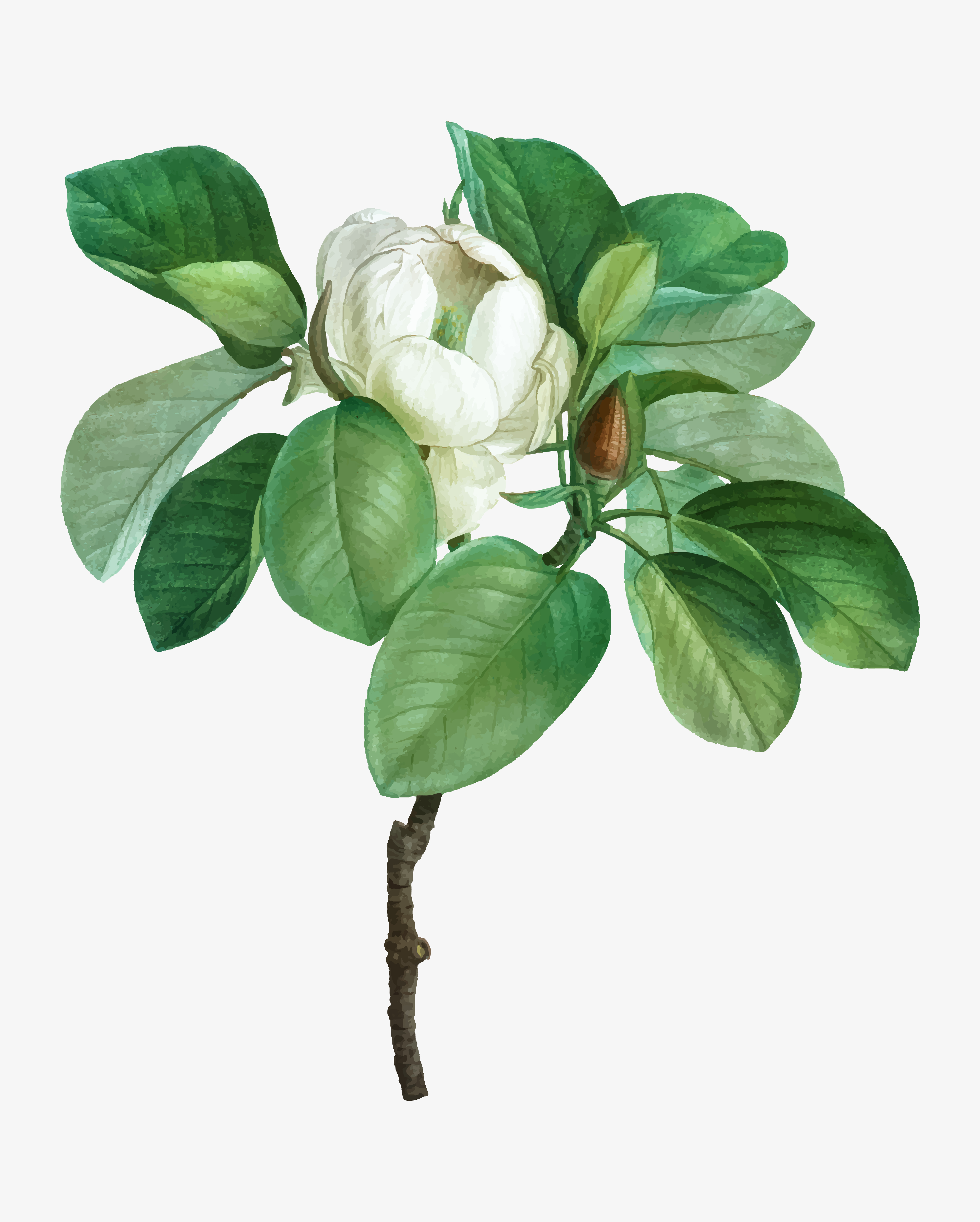 3751x4676 Magnolia Tree Free Vector Art