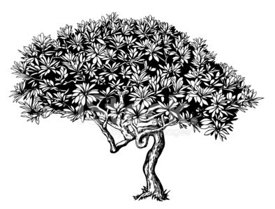 394x300 Magnolia Tree Silhouette Stock Vectors