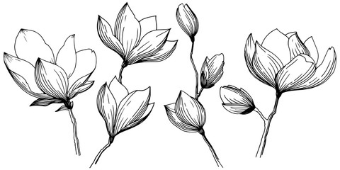 480x240 Magnolia Tree Vector Photos, Royalty Free Images, Graphics
