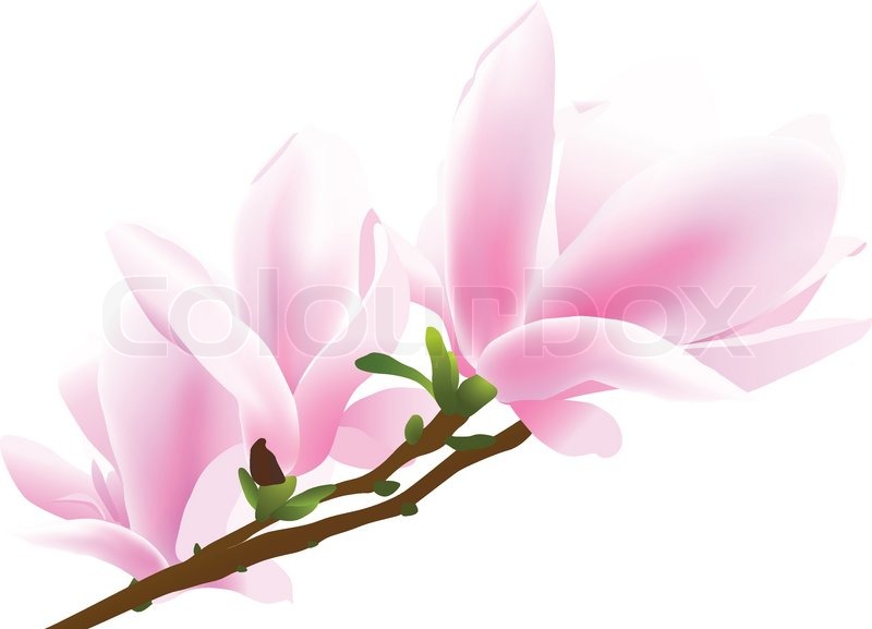 800x577 Blossoming Twig Of Magnolia Tree Stock Vector Colourbox